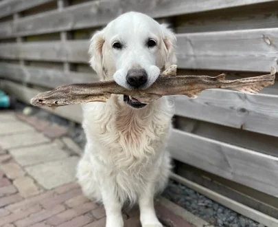 pesce essiccato per cani